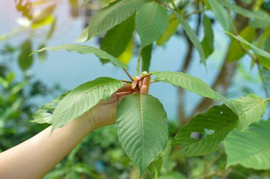 Dal üzerinde taze yeşil Kratom yapraklarından (Mitragyna speciosa) oluşan bir küme tutuyor. Bitkisel ilaç, geleneksel tıp ve doğa konsepti..                               