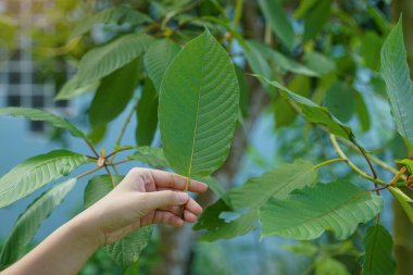 Ağacın üzerinde büyük, taze bir Kratom yaprağını (Mitragyna speciosa) tutan elin yakın çekimi. Geleneksel tıp, bitki ve doğa..                               