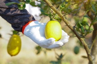 Olgunlaşmamış yeşil limonlar yapraklarla çevrili bir narenciye ağacının dikenli dalında asılı. Bu genel pişirme malzemesinin büyüme aşamasına odaklanır.                               