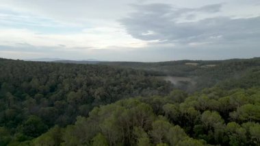 Bulutlu bir gökyüzünün altındaki ağaçların üzerinde sabah sisi olan sık bir ormanın havadan görünüşü.