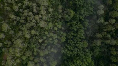 İHA görüntüsü yemyeşil bir orman tepe örtüsünün üzerinde uçuyordu. Ağaçların tepelerinde hareket eden sis perdeleri vardı.