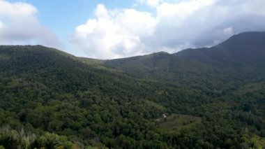 Sık bir köknar ormanının panoramik görüntüleri. Bulutlar karamsar bir gökyüzü yaratıyor.