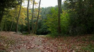 Düşen yapraklarla kaplı bir yol boyunca sakin bir nehre doğru huzurlu bir kamera hareketi.