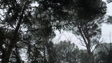 Kar tanelerinin alçak açılı görüntüsü, sonsuz yeşil çam ağaçlarının karanlık dallarından yavaş yavaş düşüyor.