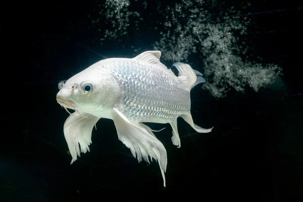 Platin sazan Balık Akvaryum dolap siyah arka plan