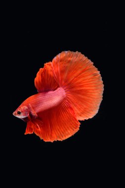 hareketi daha iyi balık