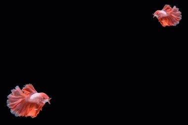 hareketi daha iyi balık