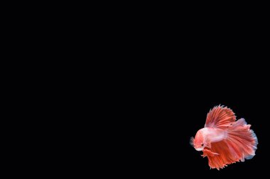 hareketi daha iyi balık