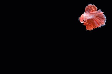 hareketi daha iyi balık