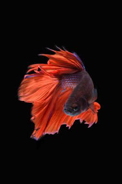 hareketi daha iyi balık