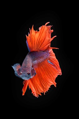 hareketi daha iyi balık