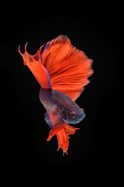 hareketi daha iyi balık