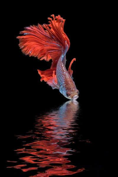 hareketi daha iyi balık