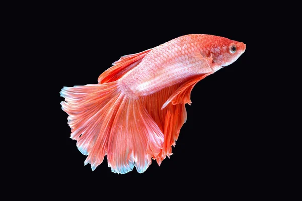 hareketi daha iyi balık