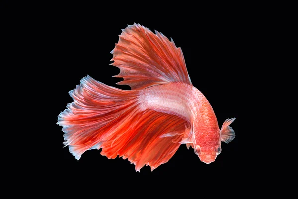 hareketi daha iyi balık