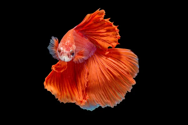 hareketi daha iyi balık