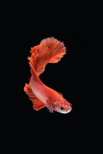 hareketi daha iyi balık