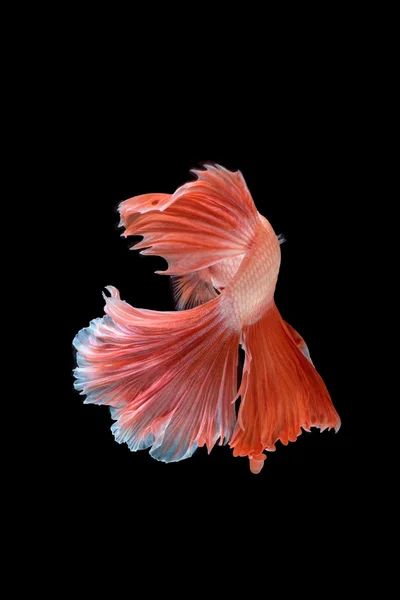 hareketi daha iyi balık