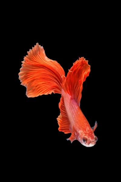 hareketi daha iyi balık