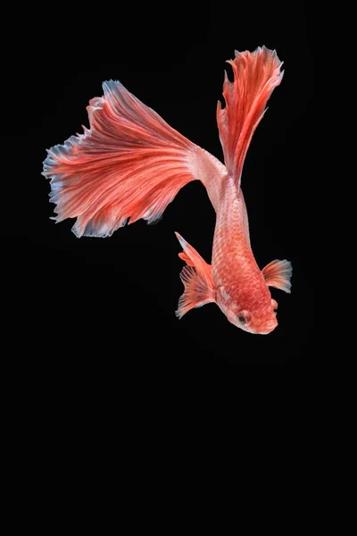 Betta 물고기의 움직임 — 스톡 사진