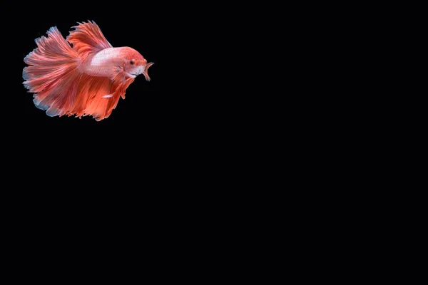 hareketi daha iyi balık