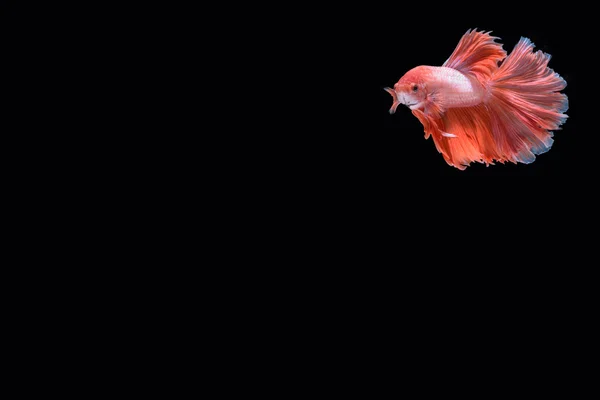 hareketi daha iyi balık