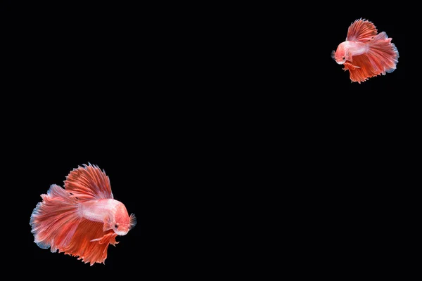 hareketi daha iyi balık