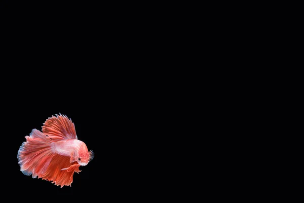 hareketi daha iyi balık