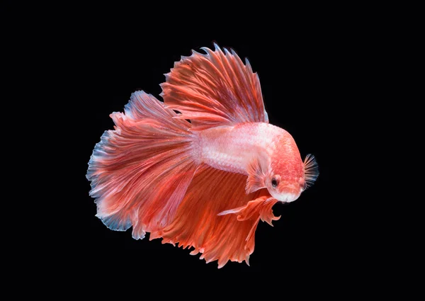 hareketi daha iyi balık