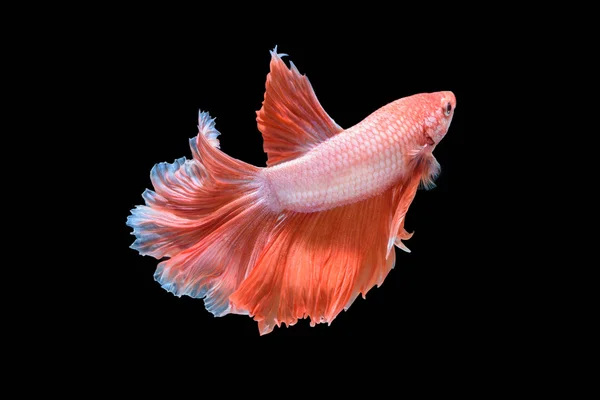 hareketi daha iyi balık