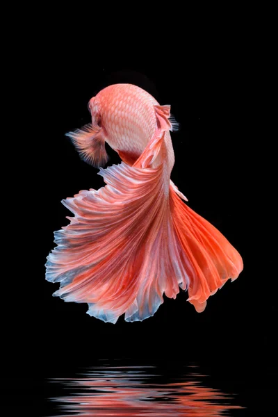 hareketi daha iyi balık, Siyam mücadele balık, betta splendens ben