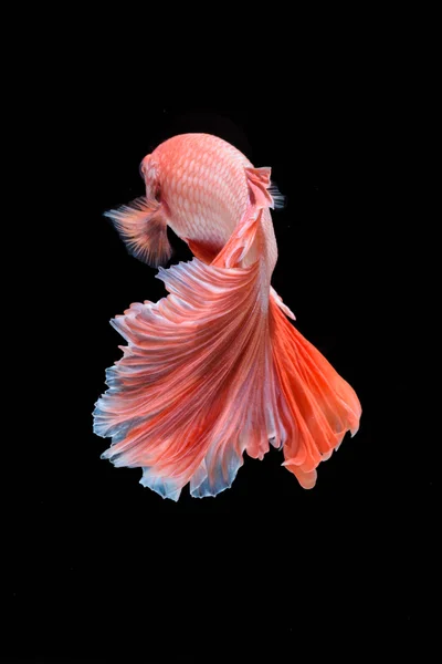 hareketi daha iyi balık, Siyam mücadele balık, betta splendens ben