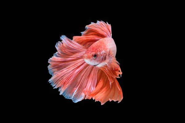 hareketi daha iyi balık