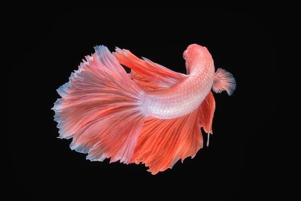 Mouvement des poissons Betta — Photo