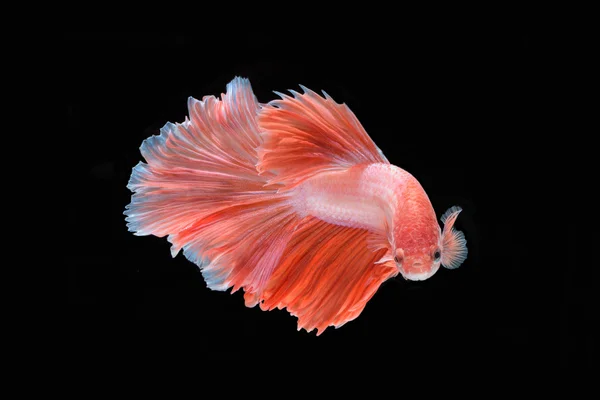 Mouvement des poissons Betta — Photo