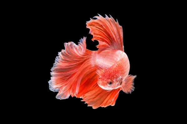 hareketi daha iyi balık