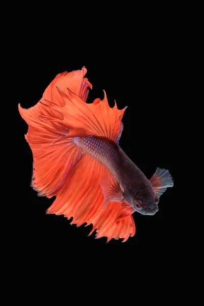 hareketi daha iyi balık