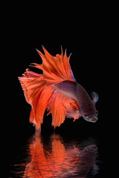 hareketi daha iyi balık