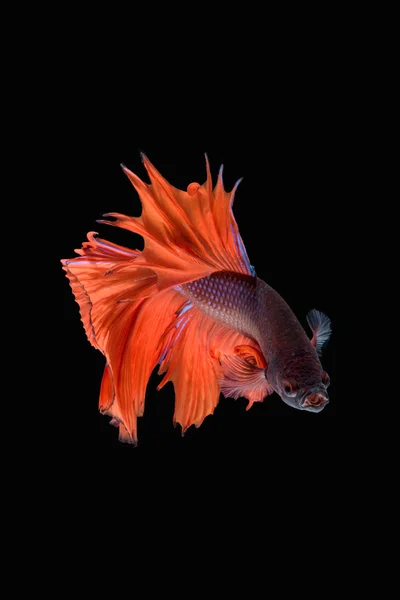 hareketi daha iyi balık