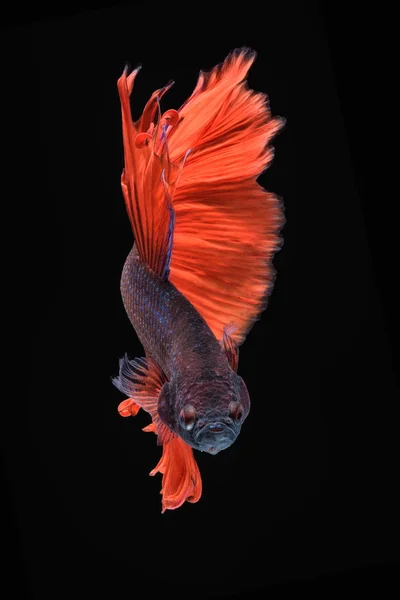 Movement of Betta fish — Stock Photo, Image