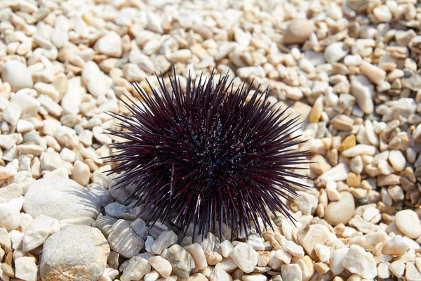 Sahilde deniz kestanesi.