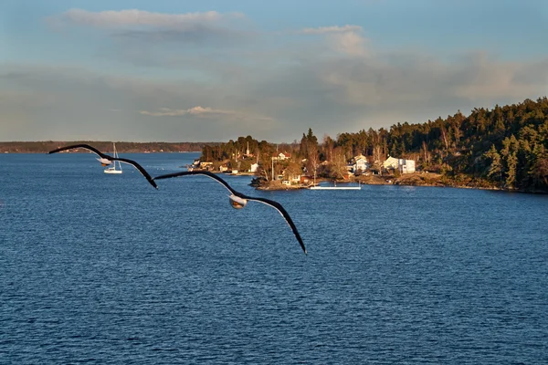 İsveçli skerries üzerinde uçan iki martı