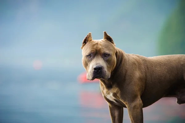 American Pit Bull Terrier perro — Foto de Stock