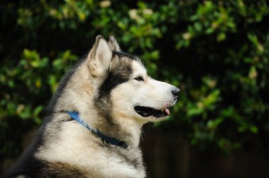 Arka planda yeşil yapraklı Alaska Malamute köpek portresi