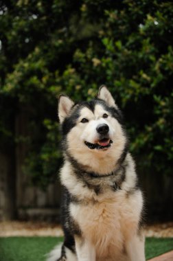 Arka planda yeşil yapraklı Alaska Malamute köpek portresi