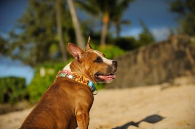Mutlu bir bronz tenli ve beyaz pitbull teriyer köpeği gün batımında kumlu sahilde okyanus dalgalarında oynar..