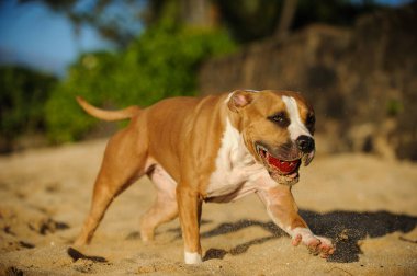 Kahverengi pitbull terrier köpeği kumlu sahilde koşuyor ağzında top ile