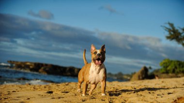 Arka planda okyanus dalgalarıyla kumlu sahilde koşan pitbull terrier köpeği..