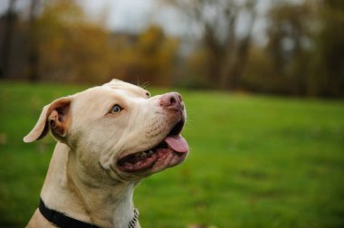 Köpek dışarıda yeşil çimlerle oturuyor.