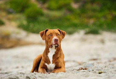 Kumsalda oturan kahverengi köpek